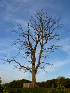 Dead Fagus sylvatica tree