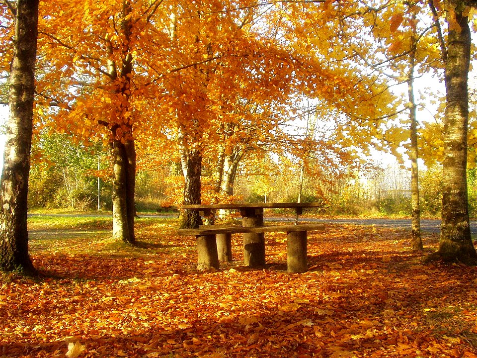 Trees near Lough Oughter, November 2003