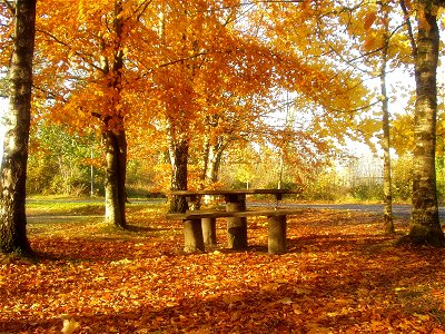 Trees near Lough Oughter, November 2003 photo