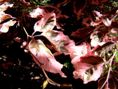 Chadwick Arboretum and Learning Gardens Columbus, Ohio The Ohio State University photo