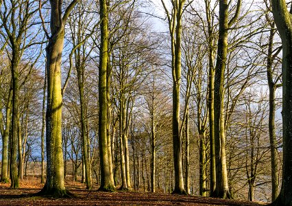 Trees along the Hald lake, in winter. Viborg commune, Danemark. photo