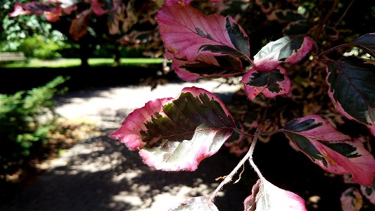 Chadwick Arboretum and Learning Gardens Columbus, Ohio photo