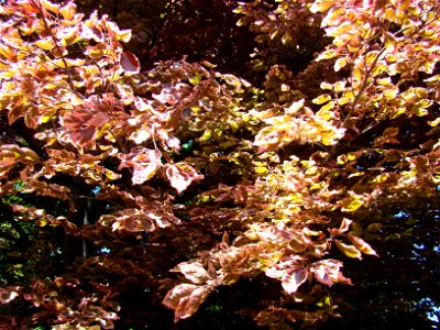 Chadwick Arboretum and Learning Gardens Columbus, Ohio The Ohio State University photo