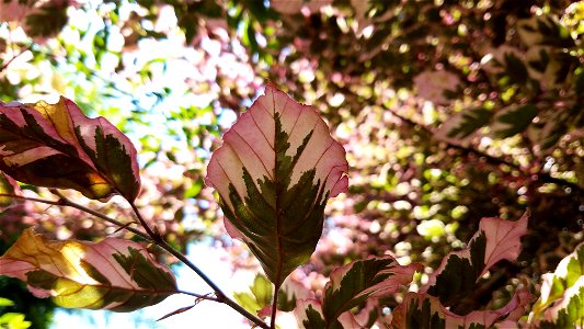 Chadwick Arboretum and Learning Gardens Columbus, Ohio photo