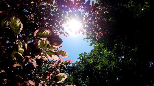 Chadwick Arboretum and Learning Gardens

Columbus, Ohio