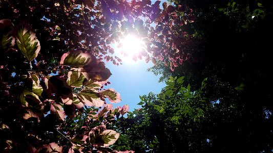 Chadwick Arboretum and Learning Gardens Columbus, Ohio photo