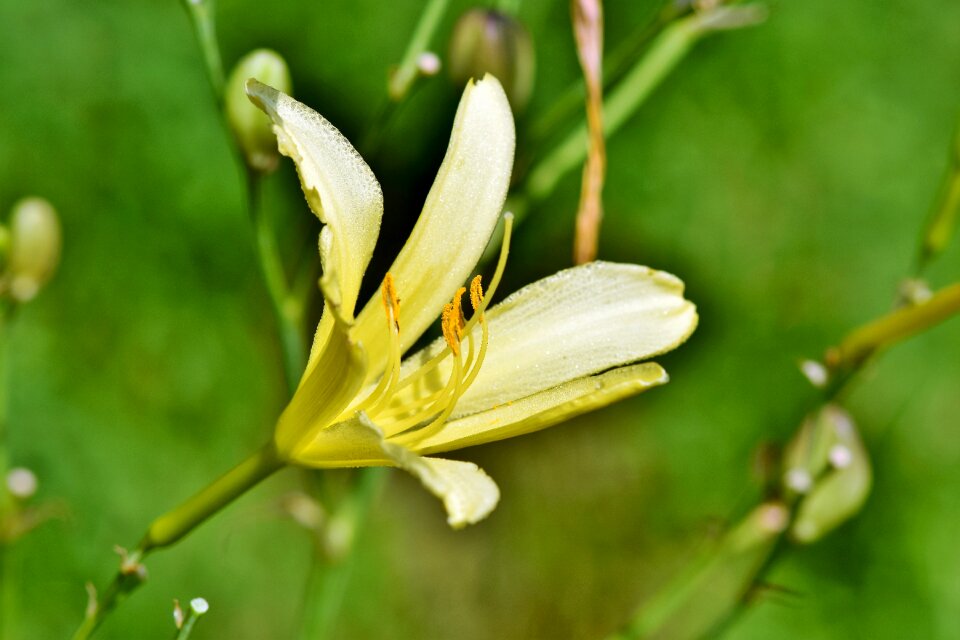 Lilies stamen pistil