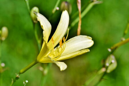 Lilies stamen pistil photo