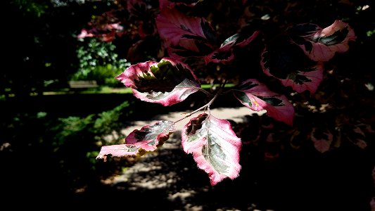 Chadwick Arboretum and Learning Gardens

Columbus, Ohio