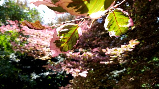 Chadwick Arboretum and Learning Gardens Columbus, Ohio photo