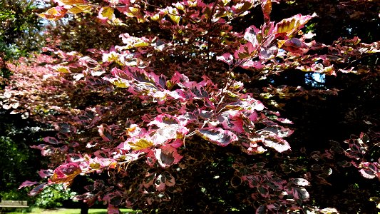 Chadwick Arboretum and Learning Gardens

Columbus, Ohio