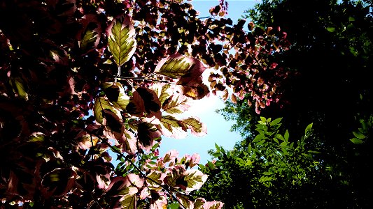 Chadwick Arboretum and Learning Gardens

Columbus, Ohio