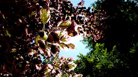 Chadwick Arboretum and Learning Gardens Columbus, Ohio photo