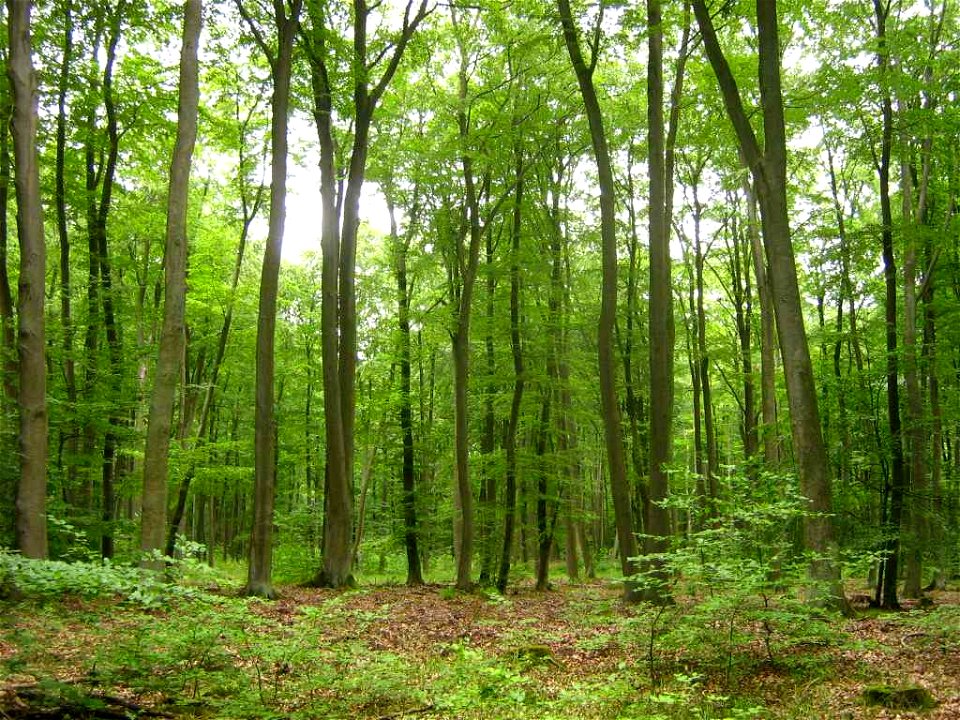 Rotbuchenwald in der Ueckermünder Heide bei Rothenklempenow.