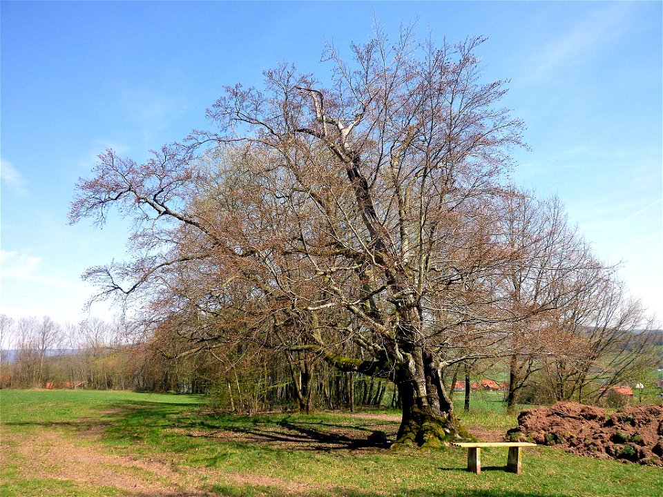 Urbuche Mitgenfeld