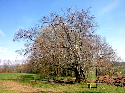 Urbuche Mitgenfeld photo