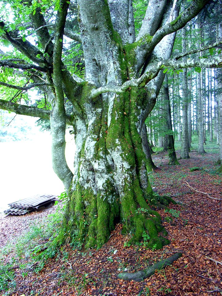 aus 13 Stämmen zusammengewachsener Baum