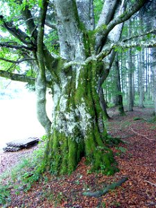 aus 13 Stämmen zusammengewachsener Baum photo