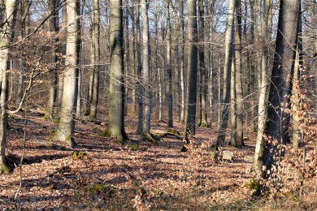 Blick vom Jagdhüttenweg im Taunus auf die Umgebung am 25. März 2020. photo