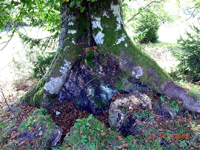 two trunks of F.sylvatica overgrowing a dead one and forming one tree photo