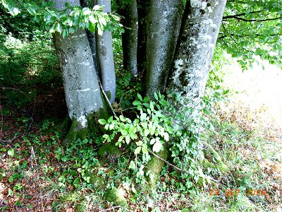young Fagus sylvatica with tendency to form one trunk photo