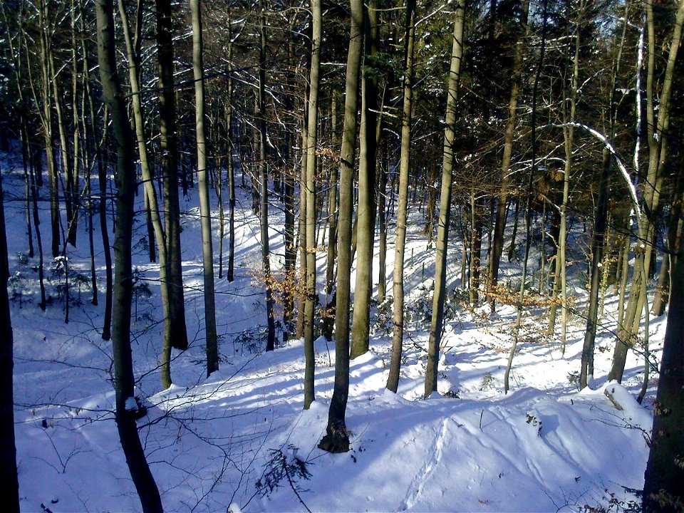 Pădure de fagi, iarna.