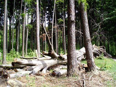 Špetlův buk (protected tree in Slatina nad Úpou) after storm