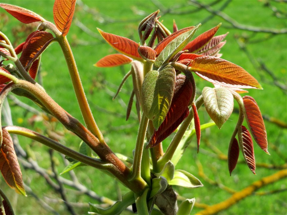 Knospende Walnuss (Juglans regia) in Hockenheim-Talhaus