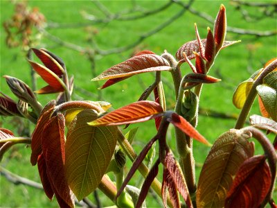 Knospende Walnuss (Juglans regia) in Hockenheim-Talhaus