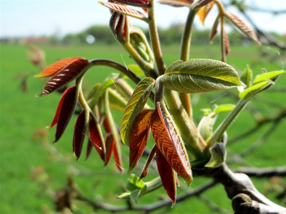 Knospende Walnuss (Juglans regia) in Hockenheim-Talhaus