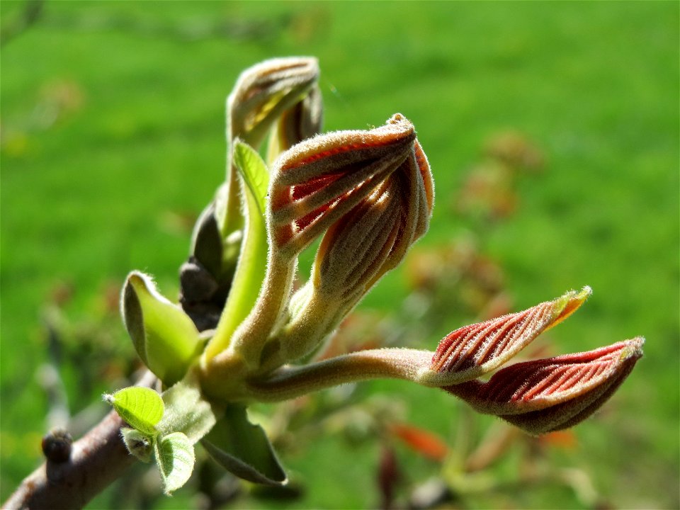 Knospende Walnuss (Juglans regia) in Hockenheim-Talhaus