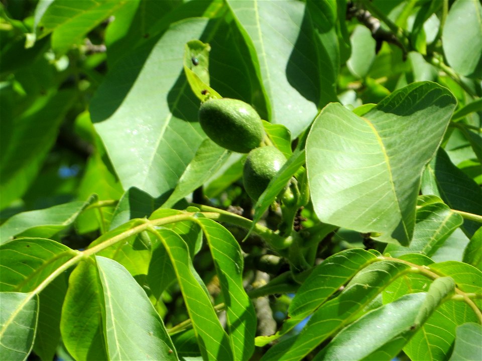 Walnuss (Juglans regia) in Hockenheim