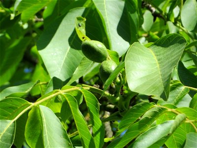 Walnuss (Juglans regia) in Hockenheim photo