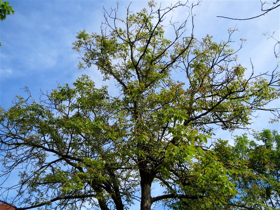 Walnuss (Juglans regia) in Hockenheim