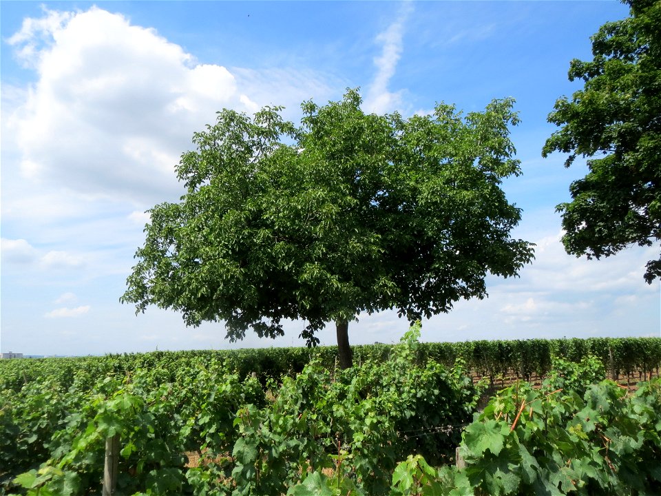 Walnuss (Juglans regia) in den Weinbergen bei Mainz-Kostheim