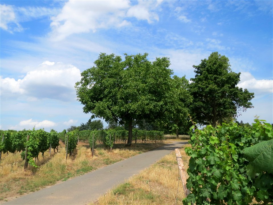 Walnuss (Juglans regia) in den Weinbergen bei Mainz-Kostheim