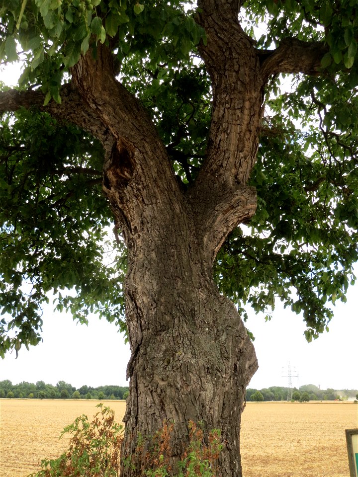 Walnuss (Juglans regia) bei Wiesbaden-Erbenheim