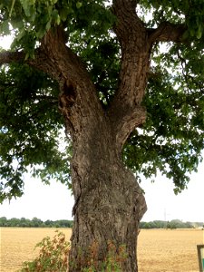Walnuss (Juglans regia) bei Wiesbaden-Erbenheim
