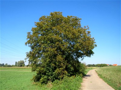 Walnuss (Juglans regia) im Naturschutzgebiet Karl-Ludwig-See