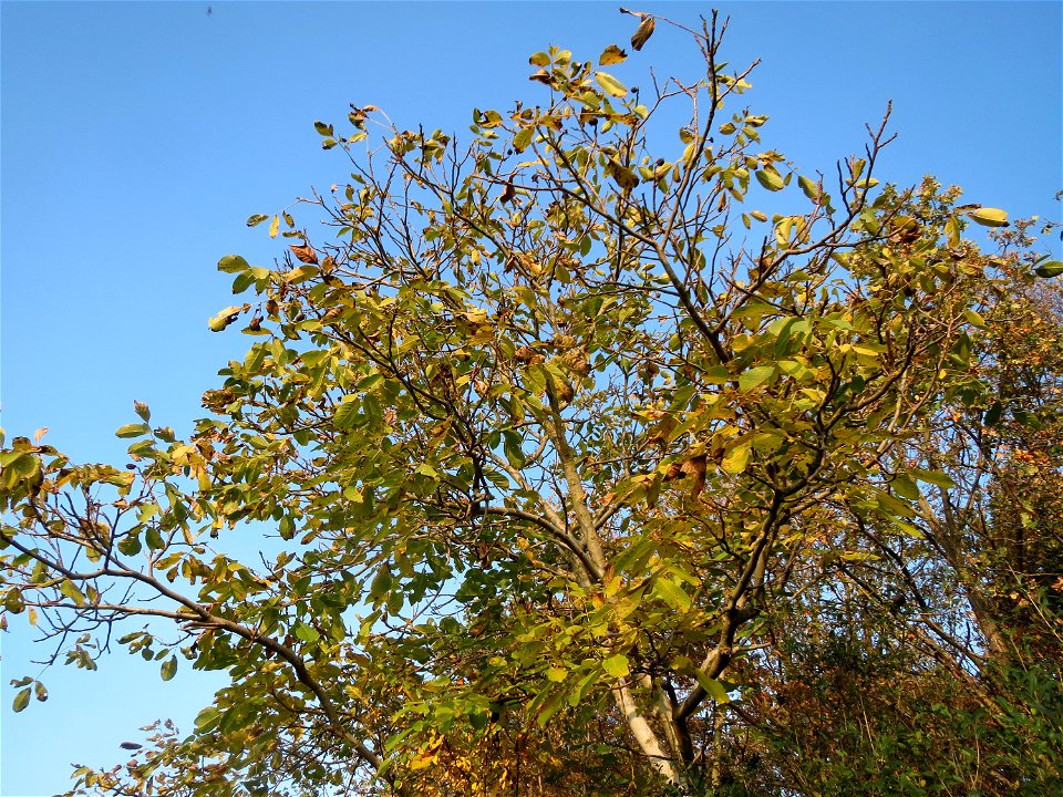 Walnuss (Juglans regia) in Hockenheim