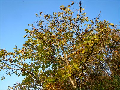 Walnuss (Juglans regia) in Hockenheim