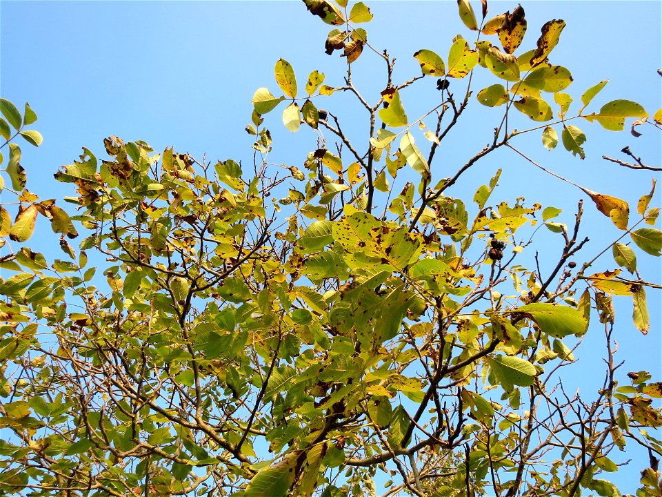 Walnuss (Juglans regia) in Hockenheim