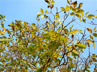 Walnuss (Juglans regia) in Hockenheim
