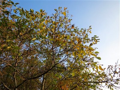Walnuss (Juglans regia) in Hockenheim