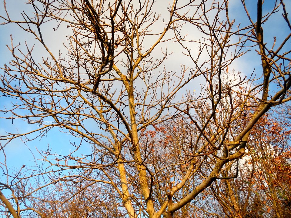 Walnuss (Juglans regia) in Hockenheim