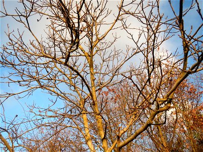 Walnuss (Juglans regia) in Hockenheim photo