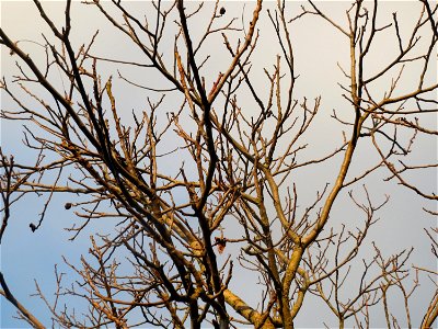 Walnuss (Juglans regia) in Hockenheim
