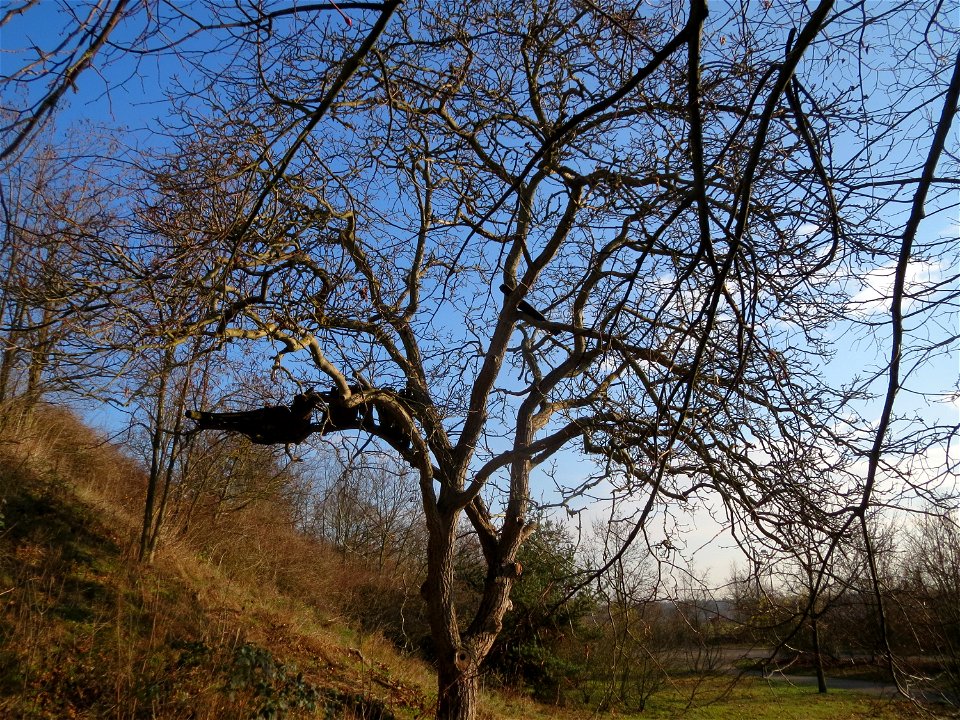 Walnuss (Juglans regia) in Hockenheim