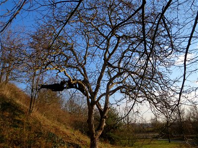 Walnuss (Juglans regia) in Hockenheim