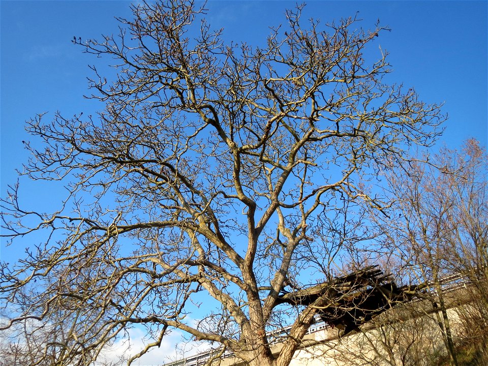 Walnuss (Juglans regia) in Hockenheim